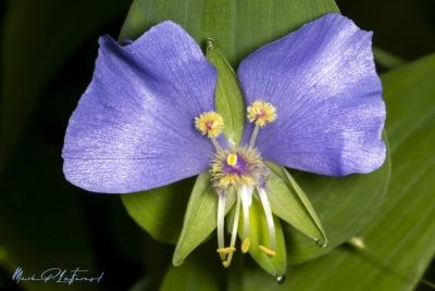 False Dayflower April 2025